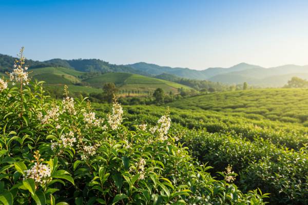 Cách chọn trà vải Lục Ngọc phù hợp cho bạn